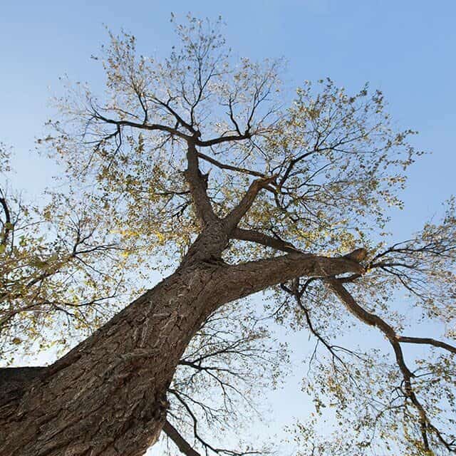 arbres-elagues arbre elagage rambouillet
