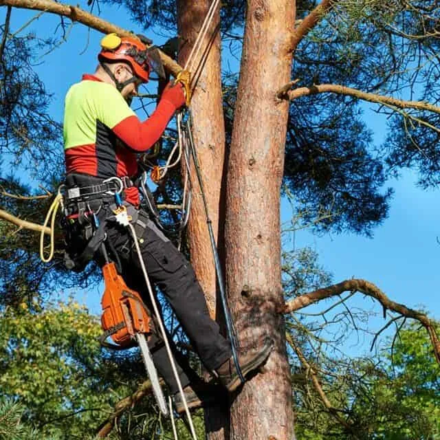 élagueur rambouillet
