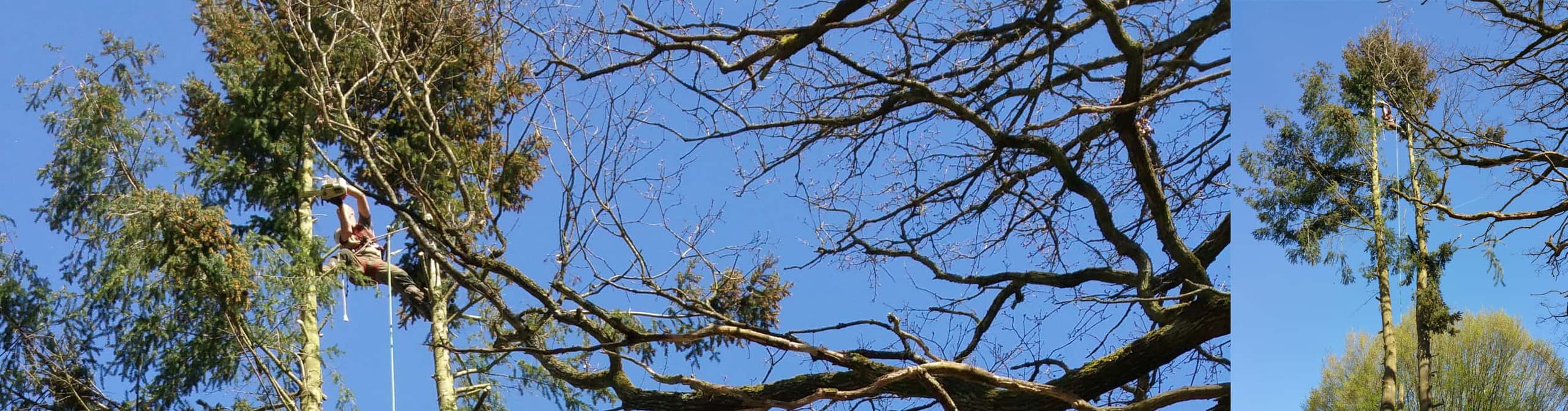 Paysagiste aux Essarts-le-Roi (78690) — Clôtures, pavage & jardins Élagage d'arbre en lisière de forêt aux Essarts-le-Roi
